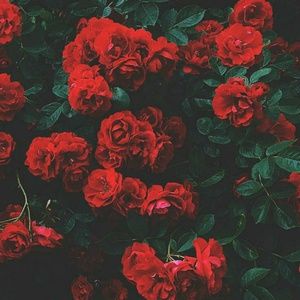 Meet your Posher, Antonella